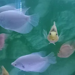 The Aquarium Fish World