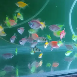 The Aquarium Fish World
