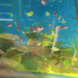 The Bubbles aquarium and pet shop