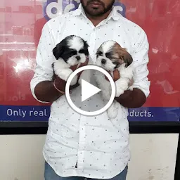 The city pet shop | Best pet Shop in Nikol | Best Pet trainer in Ahmedabad