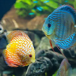 The Fish World Aquarium and pet shop