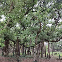 The Great Banyan Tree