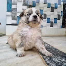 The Super Dog (Pet shop in Bhubaneswar)