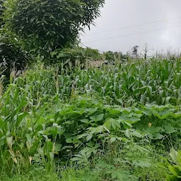 Thekabong Model Agricultural Farm