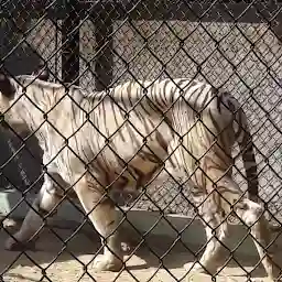 Royal Bengal Tiger Cage, Patna zoo