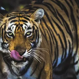 Tiger enclosure