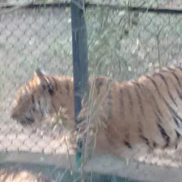 Tiger & Lion Cage
