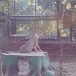 Tiger & Lion Cage