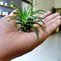 Tiny Pots n Plants