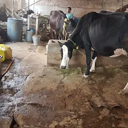 Tiwari Dairy
