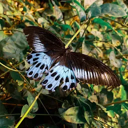 TMC Biodiversity Park