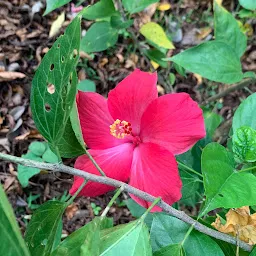 TMC Biodiversity Park