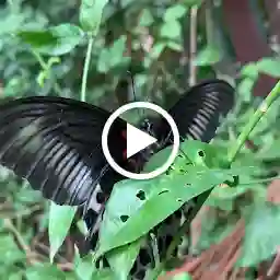 TMC Biodiversity Park