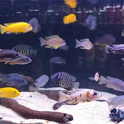 Toetoe's Aquarium