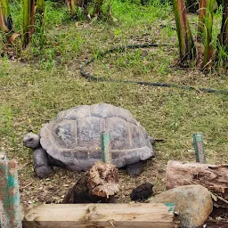 Tortoise