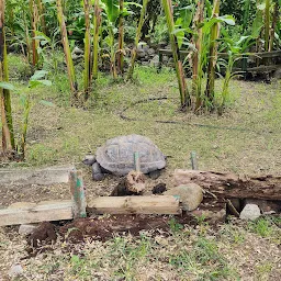 Tortoise