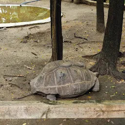 Tortoise