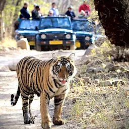 Tracking Tigers