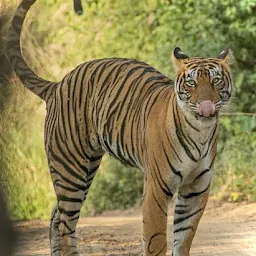 Tracking Tigers