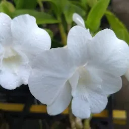 Travancore Orchids