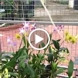 Travancore Orchids