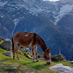 Triund Trek