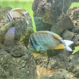 Tropical Fish Aquarium