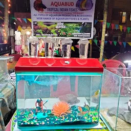 Tropical Indian Fishes || Aquabud Store