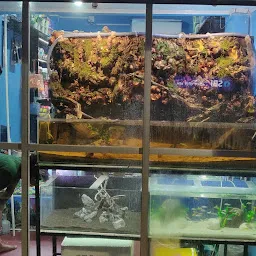 Tropical Indian Fishes || Aquabud Store