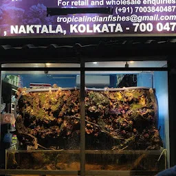 Tropical Indian Fishes || Aquabud Store