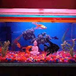 Tropical Indian Fishes || Aquabud Store