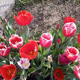 Tulip Garden Palampur