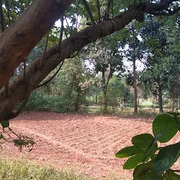 Tuttoli Mango plantation