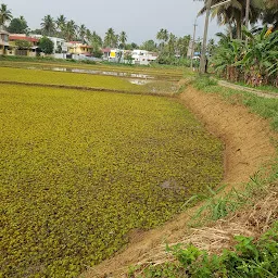 Udiyanoor Temple Paddy Field