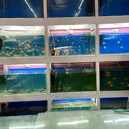 Ulva Aquarium