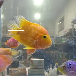 Unique Aqua Fish Corner