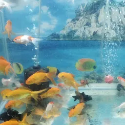 Unique Aquarium