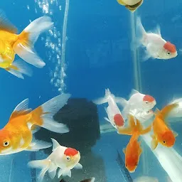 Unnati Aquarium & pet shop