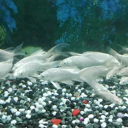 Unnati Aquarium & pet shop