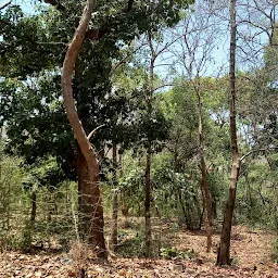 vadodara forest department