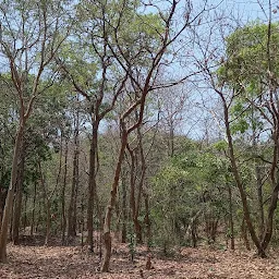 vadodara forest department