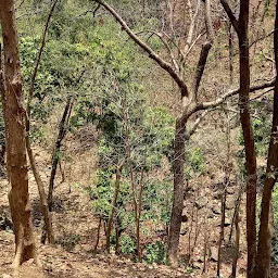 vadodara forest department
