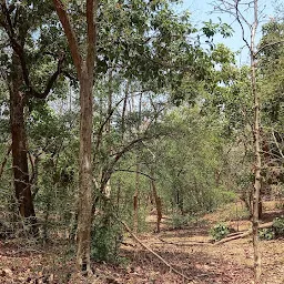 vadodara forest department