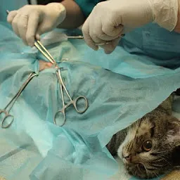 Vaid Pet Clinic ( First Aid ) (Veterinarian)