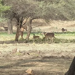 Van Vihar National Park Bhopal