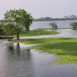 Vandalur Lake வண்டலூர் பெரிய ஏரி