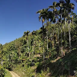 Vanlalena Arecanut Farm