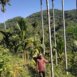 Vanlalena Arecanut Farm
