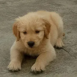 Varanasi Dog World