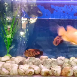 Varanasi Fish Aquarium